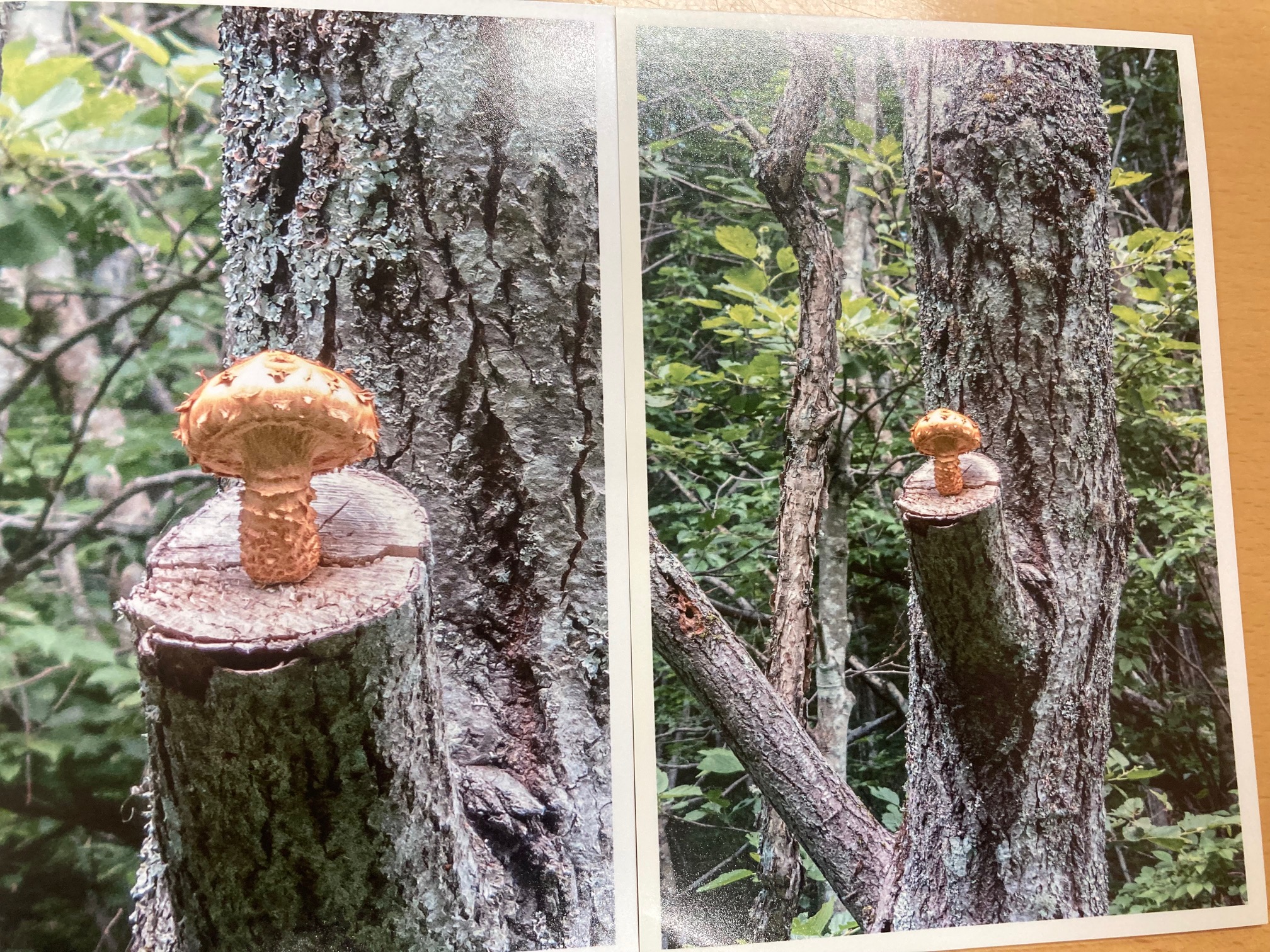 金曜日は、菌曜日